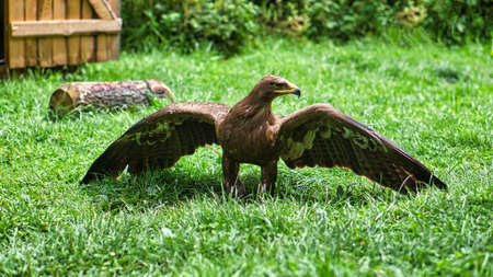 Golden eagle at the air show in Saarburg. Animal photo of the elegant bird. Close up of the bird