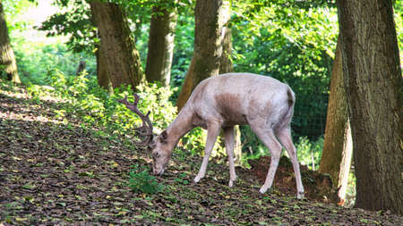 white deer isolated in a deciduous forest. Animal shot of the mammal. relaxed and beautifulの写真素材