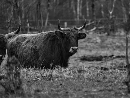 Black and white shot of highland cattle on a meadow. Powerful horns brown fur. Agriculture and animal breeding. Mammals from Scotland.の写真素材