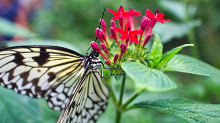 colorful butterfly on a leaf, flower. elegant and delicate. detailed pattern of wings. Cropped...