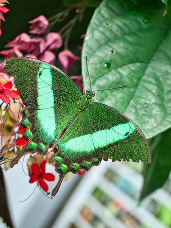 colorful butterfly on a leaf, flower. elegant and delicate. detailed pattern of wings. Cropped insect in closeupの写真素材