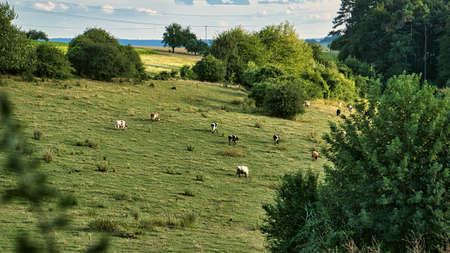 Herd of cows in a meadow. Brown farm animals lying relaxed in the grass while chewing the cud. Animal photography in summer.の写真素材