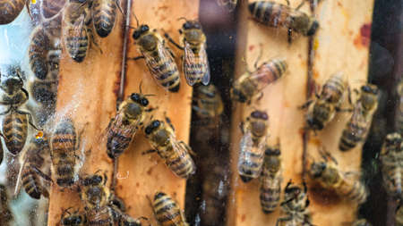 Honey bees at work in the hive. Detailed macro shot of insects. Bees collect pollen and create honey