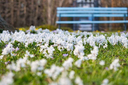 Star hyacinths are early bloomers that herald spring. White field of flowers in the park in front of...