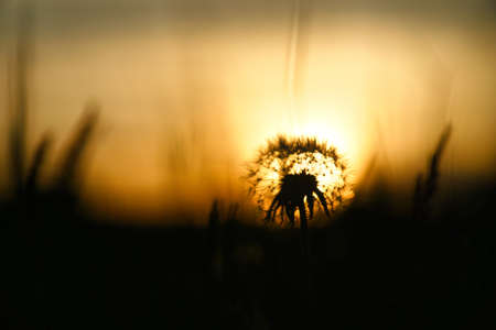 Dandelion (dandelion) in the sunset with beautiful bokeh. At evening hour with sunset in the background. Nature shot, plants photoの写真素材