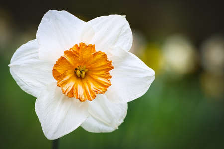 Daffodils at Easter time on a meadow. Yellow white flowers shine against the green grass. Early bloomers that announce the spring. Plants photoの写真素材