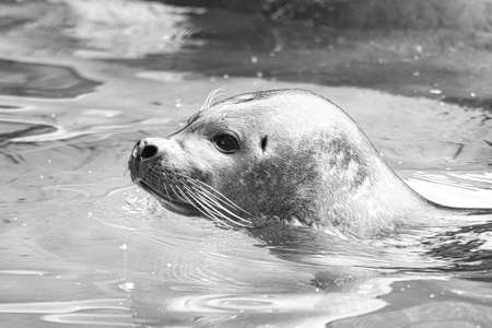 Seal head in black and white, looking out of water. Close up of the mammal. Endangered species in...