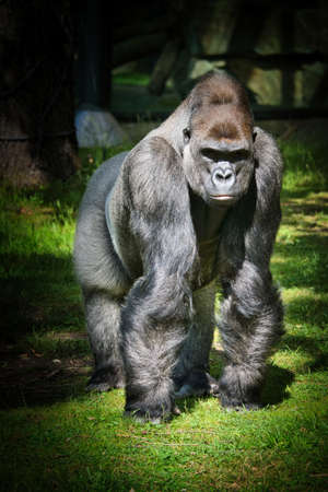 Gorilla, Silver back. The herbivorous big ape is impressive and strong. Endangered species. Animal...