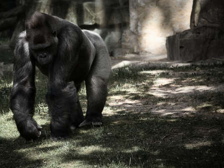Gorilla, Silver back. The herbivorous big ape is impressive and strong. Endangered species. Animal...
