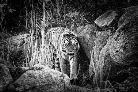 Siberian tiger in black and white. Elegant big cat. endangered predator. white,black,orange striped fur. Mammal animal photoの写真素材