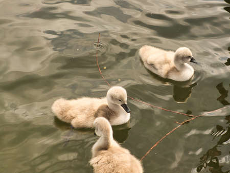 Chicks mute swan swimming in the water. Fluffy feathers of the small waterfowl. Animal photo of birdsの写真素材