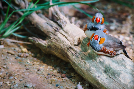 Zebra finch couple in love cuddling on a tree trunk. romantic and cute little birds. Animal photo...