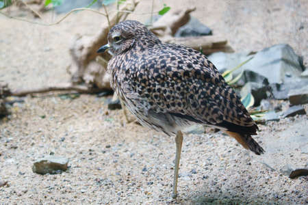 sandpiper isolated on the beach of the Baltic Sea near Zingst. The sandpipers (Calidris) are a genus...