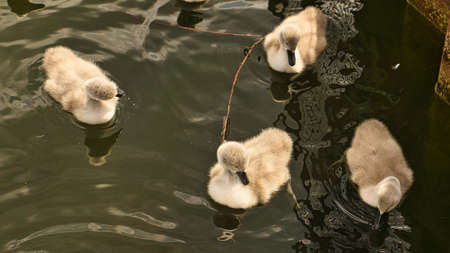Chicks mute swan swimming in the water. Fluffy feathers of the small waterfowl. Animal photo of birdsの写真素材