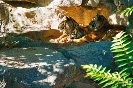Three tiger cubs lying to rest. Striped fur of the elegant predators. Big cat from Asia. Mammal...