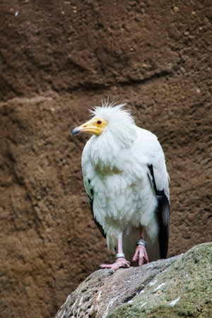 Dirt culture portrait. Wild hairstyle. Vulture bird sitting on a rock. Bird of prey from Africa. Animal photo from natureの写真素材