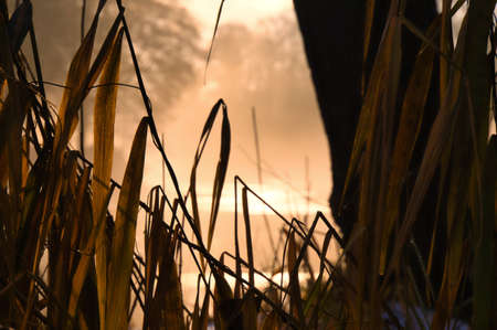 at dawn a sunrise on the river with fog and warm light atmosphere. Landscape shot from nature in Brandenburgの写真素材