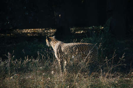 Cheetah roams through the grass. Big cat from Africa. Animal photo of a predator. Elegant mammalの写真素材