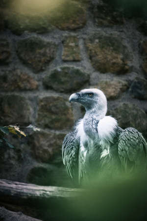 Portrait of a gray vulture. Large bird, gray, white feathers. Scavenger from Africa. Sits on a rock....