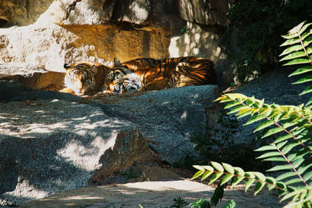 Three tiger cubs lying to rest. Striped fur of the elegant predators. Big cat from Asia. Mammal...