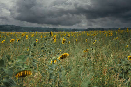 Sunflower field with many yellow flowers. Sunflower oil is produced from the seeds. Plants photo from natureの写真素材