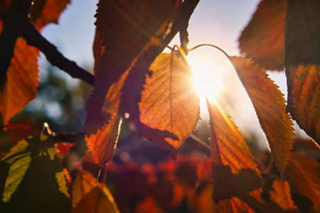 Sun rays in autumn shine through colored leaves on tree. Trees in the background. Landscape shot from natureの写真素材