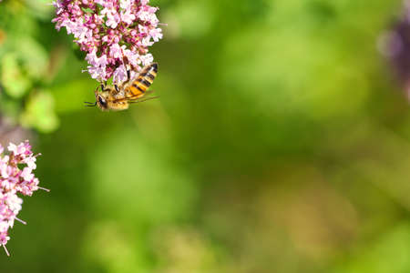Honey bee collecting nectar on a flower of the flower butterfly bush. Busy insects from nature. From...