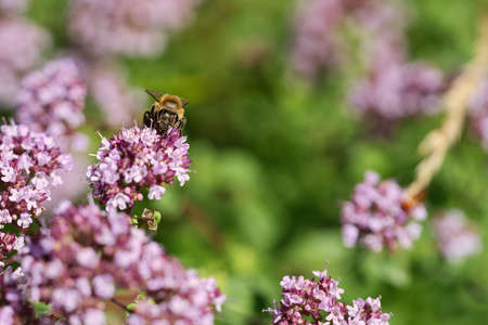 Honey bee collecting nectar on a flower of the flower butterfly bush. Busy insects from nature. From bees we harvest the honey. Animal photo from natureの写真素材