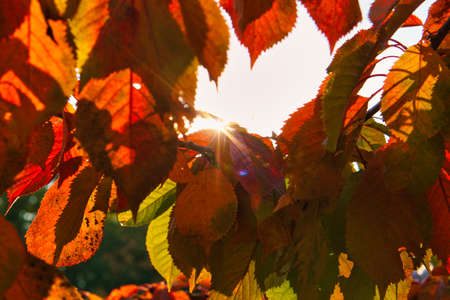 Sun rays in autumn shine through colored leaves on tree. Trees in the background. Landscape shot...