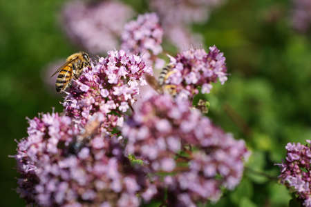 Honey bee collecting nectar on a flower of the flower butterfly bush. Busy insects from nature. From bees we harvest the honey. Animal photo from natureの写真素材