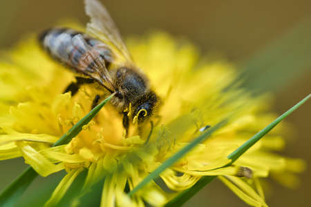 Honey bee collecting nectar on a yellow flower of dandelion. Busy insects from nature. From bees we...