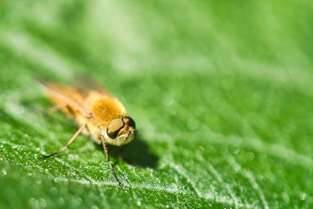 Hair rings fly on a green leaf. Sunshine on the insect. Macro shot of small animalsの写真素材