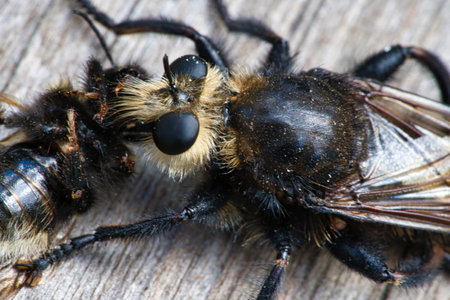 Yellow murder fly or yellow robber fly with a bumblebee as prey. The insect is sucked out by the...
