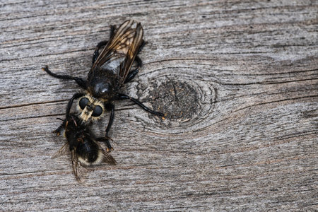 Yellow murder fly or yellow robber fly with a bumblebee as prey. The insect is sucked out by the hunter. Yellow black hairs cover the hunter. Macro shot from natureの写真素材