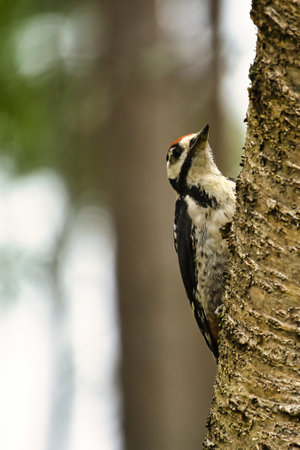 Great spotted woodpecker foraging in the forest on a tree with blurred background. Animal shot from natureの写真素材
