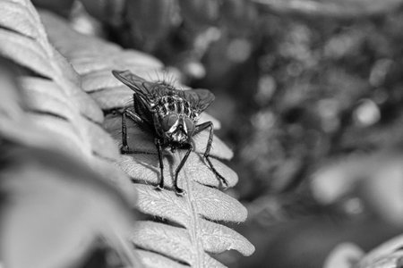 Flesh fly photographed in black and white, on a green leaf with light and shadow. Hairy legs in black and gray. Insect feeding. Macro shot of a flyの写真素材