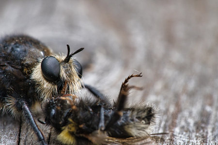 Yellow murder fly or yellow robber fly with a bumblebee as prey. The insect is sucked out by the hunter. Yellow black hairs cover the hunter. Macro shot from natureの写真素材