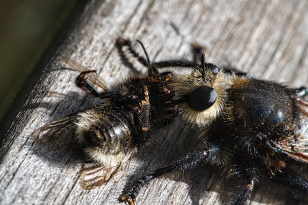Yellow murder fly or yellow robber fly with a bumblebee as prey. The insect is sucked out by the...