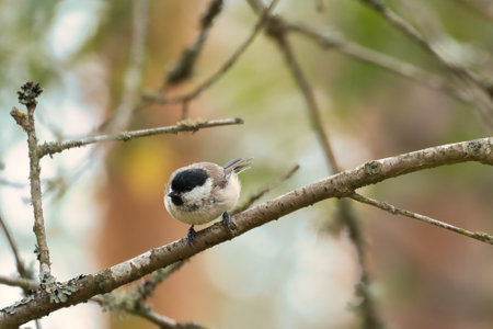 Great tit sitting in tree on a branch. Wild animal foraging for food. Animal shot of a bird from natureの写真素材