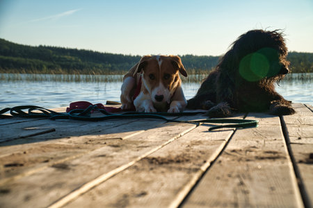 Dog lovers lying on a jetty and looking at the lake in Sweden. Goldendoodle and mixed breed. Animal...