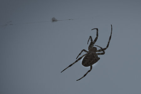 Cross spider shot crawling on a spider thread. Halloween fright. Blurred background. A useful hunter...