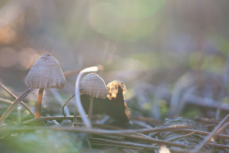 Mushroom, dreamy, blurred with sun rays on needle forest floor in autumn. Soft light mood. Macro shot from nature in forestの写真素材