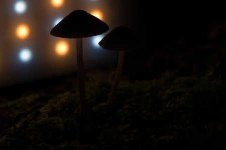 two filigree small mushrooms on moss with light spot in forest. Forest floor. Macro shot from natureの写真素材