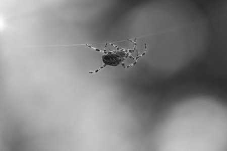 Cross spider shot in black and white, crawling on a spider thread. Blurred background. A useful...