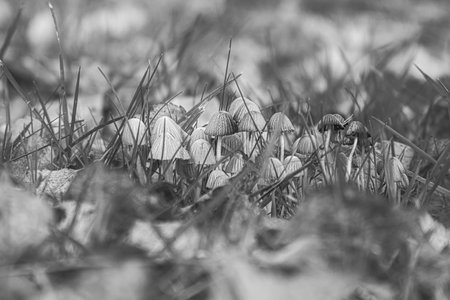 A group of filigree small mushrooms, taken in black and white, on the forest floor in soft light. Macro shot from natureの写真素材