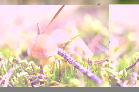 Orange filigree mushrooms in moss on forest floor. Macro view from the habitat. Nature photoの写真素材