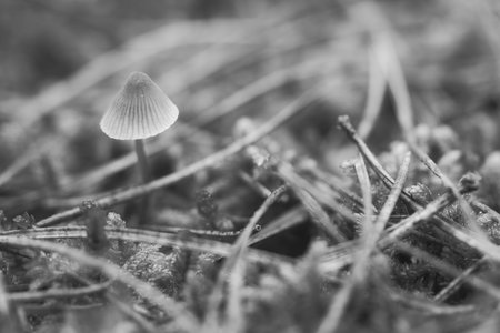 a filigree small mushroom, taken in black and white, on the forest floor in soft light. Macro shot from natureの写真素材