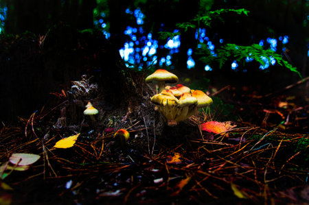 a group of filigree small mushrooms, on the forest floor in soft light. Macro shot from natureの写真素材