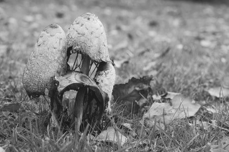 a group of old crested inklings taken in black and white, in a meadow decaying. The mushroom is...
