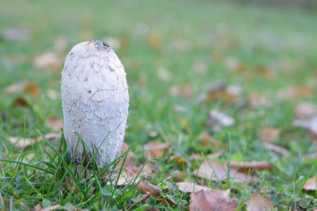 Young crested inkling growing on forest floor between moss and needles. Nature photo from woodの写真素材
